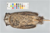 藏品(領角鴞)的圖片